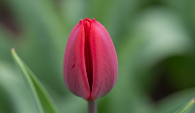 çiçekler neden açmaz