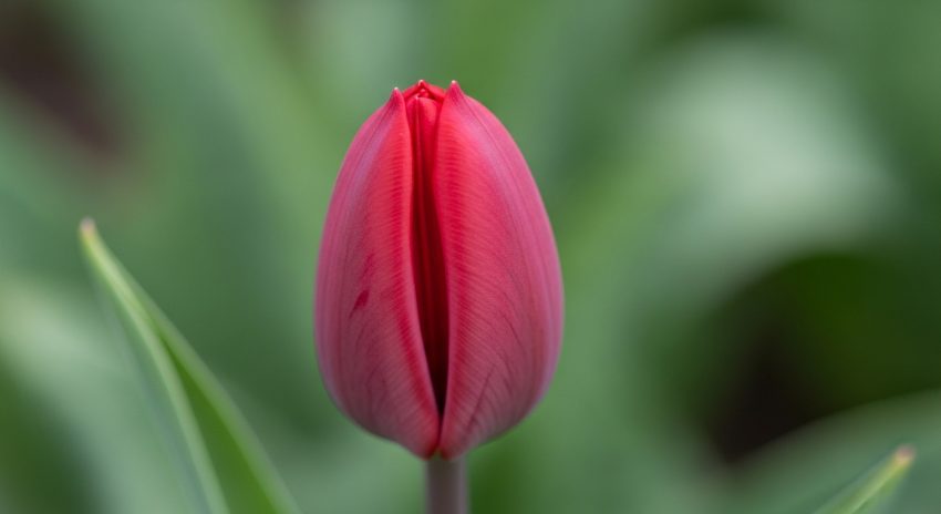 🌸 Açmayan Çiçeklerin 5 Gizli Sebebi (Ve Çözüm Yolları!) 🌿